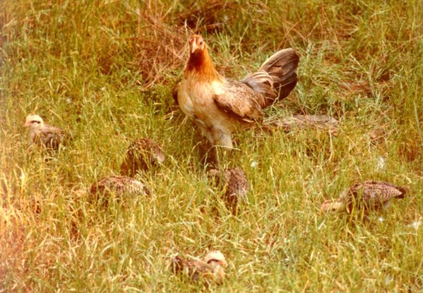 red-jungle-fowl